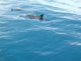 spinner dolphins