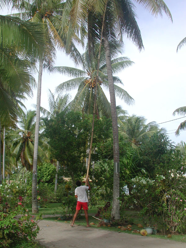 knocking down coconuts, Sunset Beach Motel, Raiatea