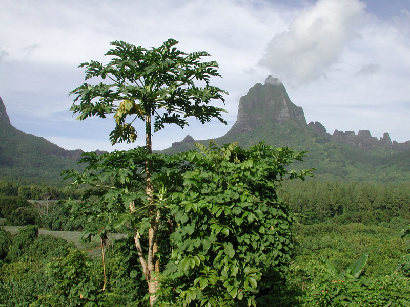 Mooreas mountains