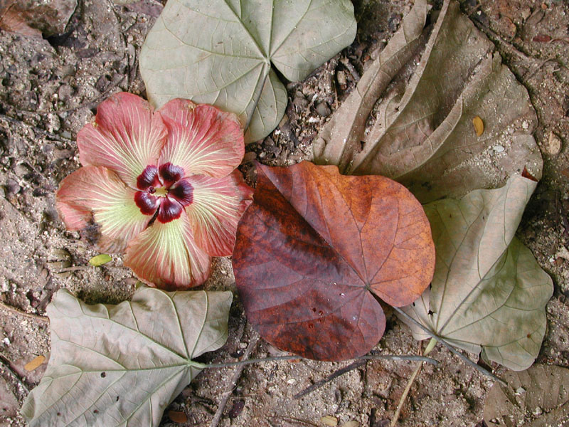 fallen blossom, fallen leaves...