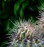 cactus spines.jpg