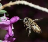 Bee1.jpg