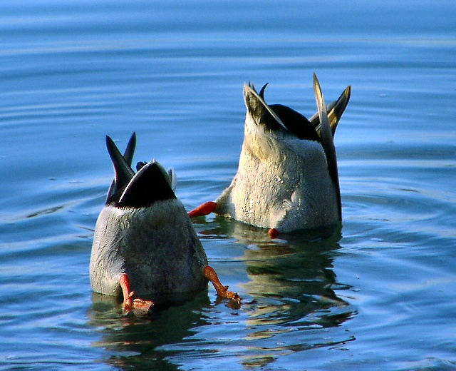 Bottoms up.jpg