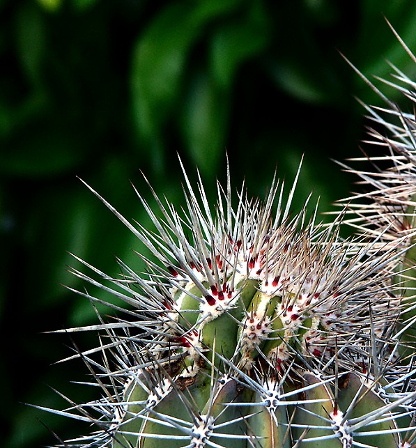 cactus spines.jpg