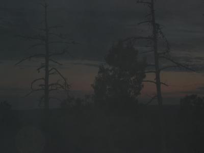 night fall in the forest