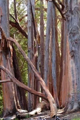 Eucalyptus