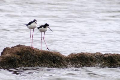 Hawaiian stilts