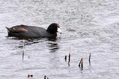 Hawaiian Coot