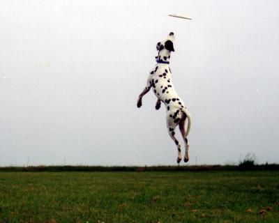 chase catch 02.jpg