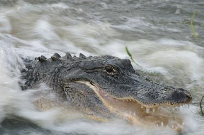 American Alligator