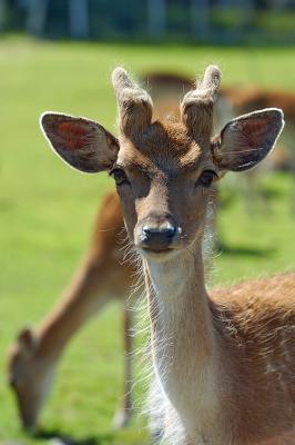 Asian Deer