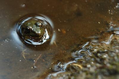 Frog in a Vernal Pool