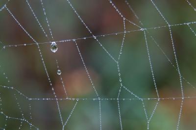 Spiderweb