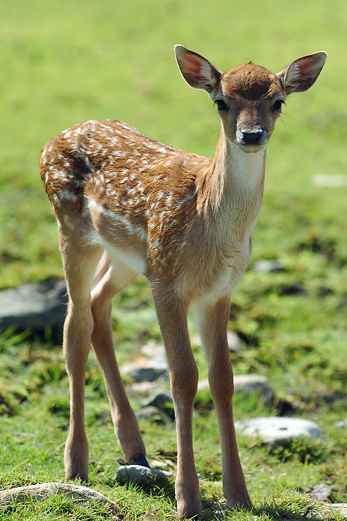 Fawn