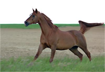 Jakhal