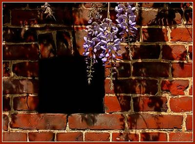 u45/jlm/medium/28958389.glycine_filtered.jpg