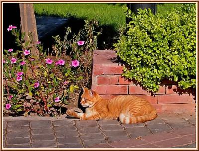 A life of cat in  Marrakech