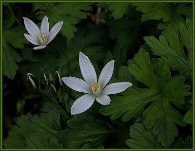 u45/jlm/medium/28989053.fleursblanches_filtered.jpg
