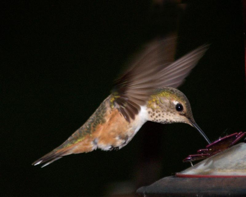 Hummingbird