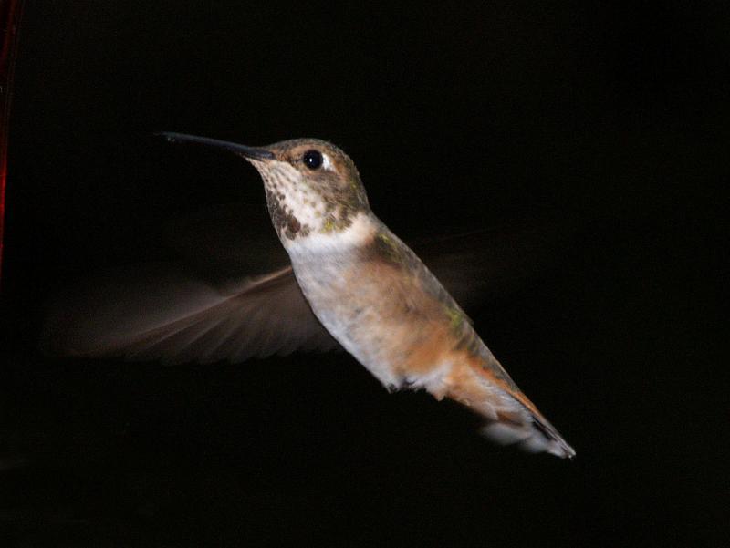 Hummingbird