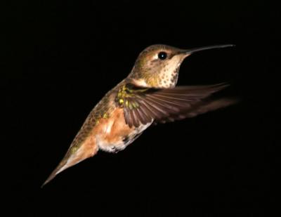 Hummingbird