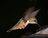 Hummingbird