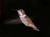 Hummingbird
