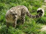 Snow Leopard, Woodland Park Zoo