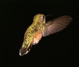 Hummingbird