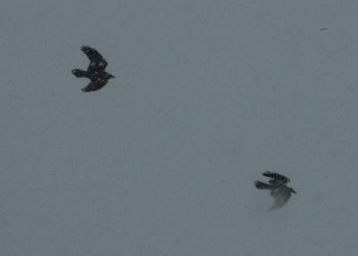 Crows 1