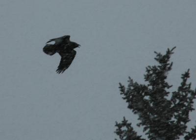 Crows 2