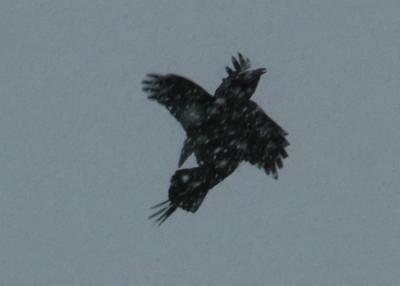 Crows 3 (making contact)