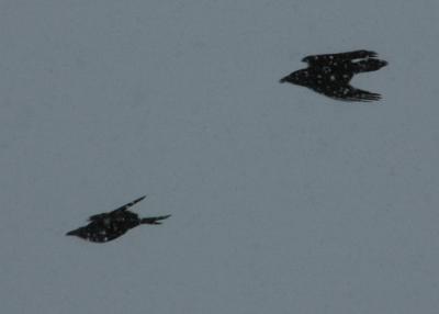 Crows 4