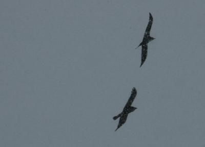 Crows 5