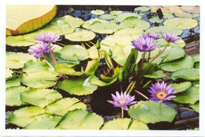 kew Gardens- Lily pad flowers.jpg