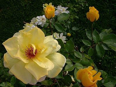 u45/joellent/medium/28931760.FA4710ShOnly640PSP.jpg