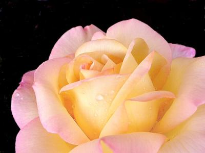 u45/joellent/medium/29152217.FA4923PSP640.jpg
