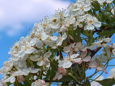 Hawthorn or May Blossom.