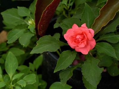 DSC_7445.jpg