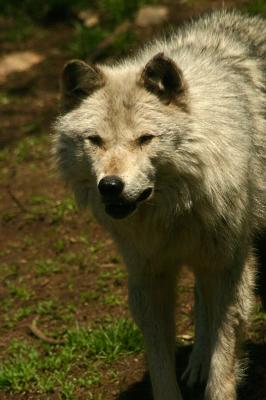 Wolf 06.jpg