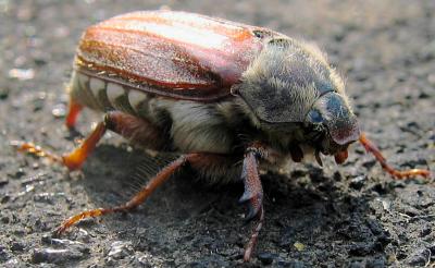 Bug.jpg