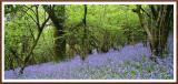 Bluebell Wood Meldon