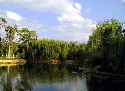 Pond amid willows