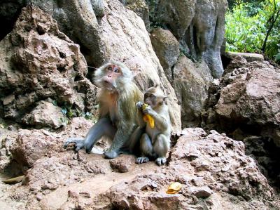 Pair of monkeys