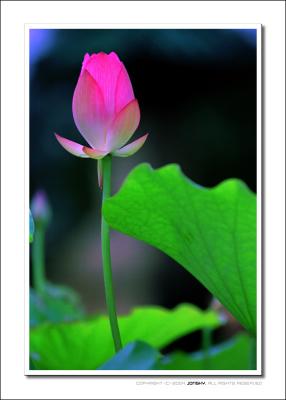 lotus004.jpg
