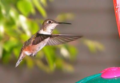 Hummer 10