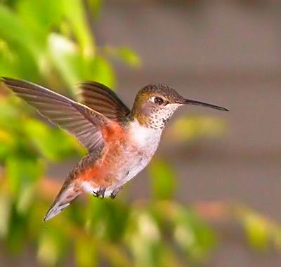 Hummer 11