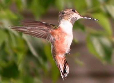 Hummer 12