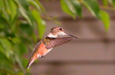 Hummer 13