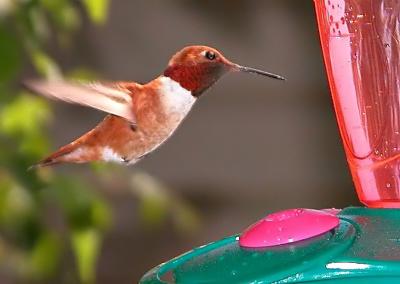 Hummer 5
